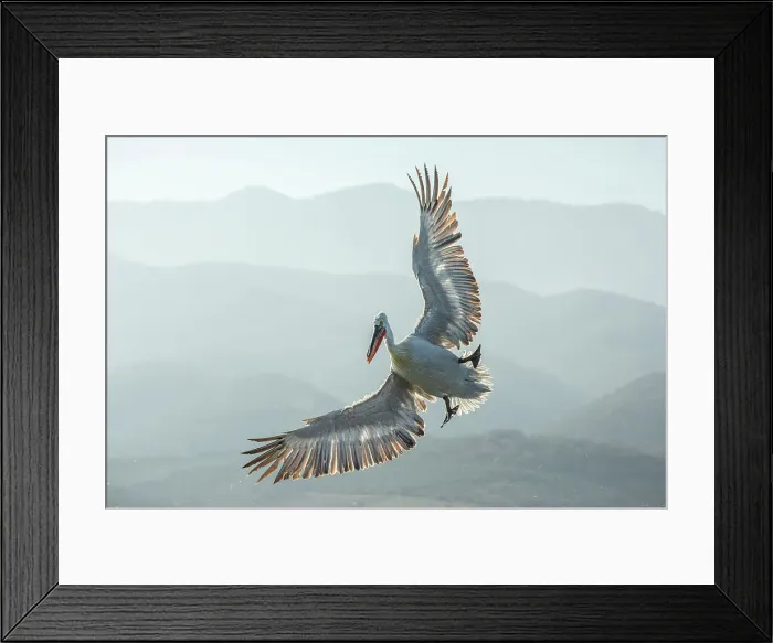 Framed Print : Dalmatian Pelican (Pelecanus crispus) in flight over Lake Kerkini, Greece, January 2020 Framed Print : Dalmatian Pelican (Pelecanus crispus) in flight over Lake Kerkini, Greece, January 2020