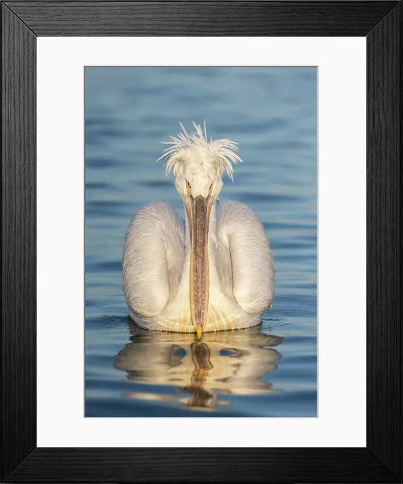 Framed Print : Adult Dalmatian Pelican (Pelecanus crispus), Lake Kerkini, Greece, January 2020