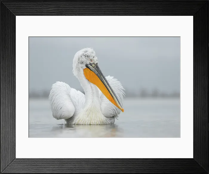 Framed Print : Adult Dalmatian Pelican (Pelecanus crispus) on Lake Kerkini, Greece, March 2013 Framed Print : Adult Dalmatian Pelican (Pelecanus crispus) on Lake Kerkini, Greece, March 2013