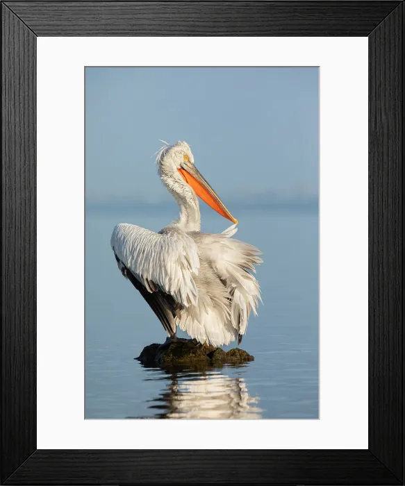 Framed Print : Adult Dalmatian Pelican (Pelecanus crispus) preening, Lake Kerkini, Greece Framed Print : Adult Dalmatian Pelican (Pelecanus crispus) preening, Lake Kerkini, Greece