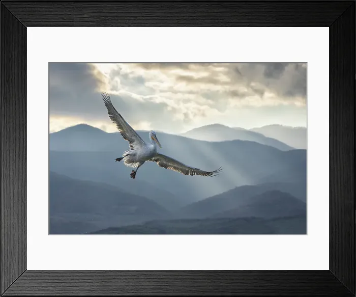 Framed Print : Dalmatian Pelican (Pelecanus crispus) in flight against mountain backdrop, Lake Kerkini, Greece, January 2023 Framed Print : Dalmatian Pelican (Pelecanus crispus) in flight against mountain backdrop, Lake Kerkini, Greece, January 2023