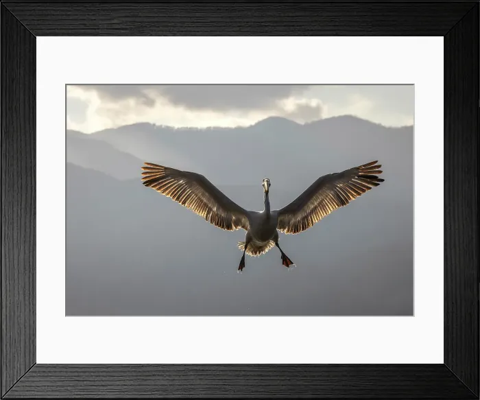 Framed Print : Dalmatian Pelican (Pelecanus crispus) backlit in flight, Lake Kerkini, Greece, January 2023 Framed Print : Dalmatian Pelican (Pelecanus crispus) backlit in flight, Lake Kerkini, Greece, January 2023