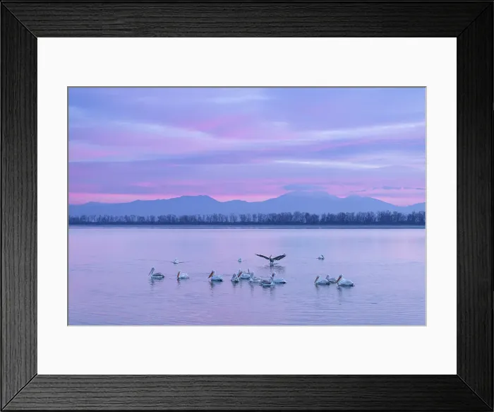 Framed Print : Group of Dalmatian Pelican (Pelecanus crispus) on Lake Kerkini at sunrise, Greece, January 2024