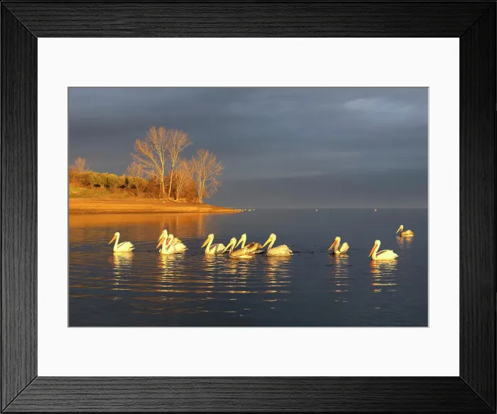 Framed Print : Group of Dalmatian Pelican (Pelecanus crispus) on lake Kerkini, Greece, January 2024 Framed Print : Group of Dalmatian Pelican (Pelecanus crispus) on lake Kerkini, Greece, January 2024