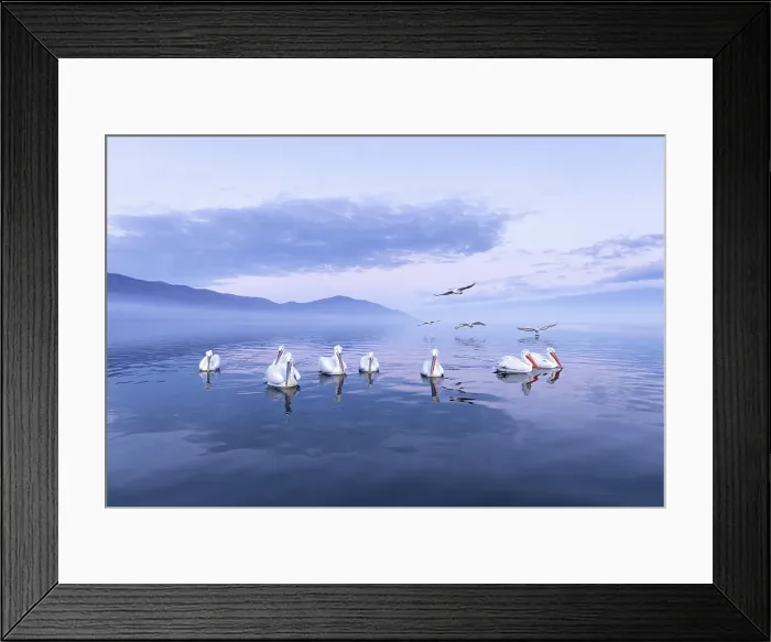 Framed Print : Group of Dalmatian Pelican (Pelecanus crispus) on Lake Kerkini at dawn, Greece, January 2024 Framed Print : Group of Dalmatian Pelican (Pelecanus crispus) on Lake Kerkini at dawn, Greece, January 2024