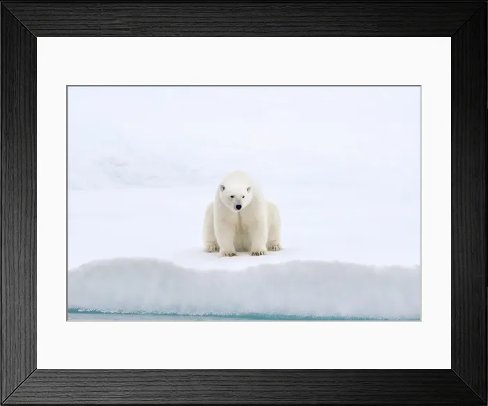 Framed Print : A polar bear sits on the sea ice near Greenland Framed Print : A polar bear sits on the sea ice near Greenland
