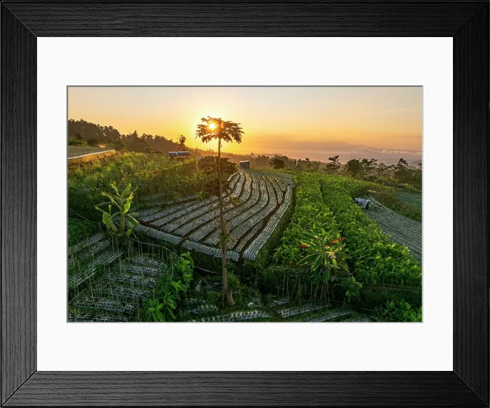 Framed Print : Terraced fields at dawn, Nepal Van Java, Magelang, Central Java, Indonesia Framed Print : Terraced fields at dawn, Nepal Van Java, Magelang, Central Java, Indonesia