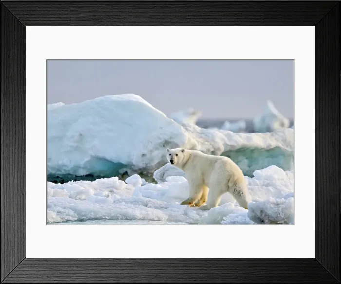 Framed Print : A polar bear walks on the sea ice near Greenland in the HIgh Arctic Framed Print : A polar bear walks on the sea ice near Greenland in the HIgh Arctic