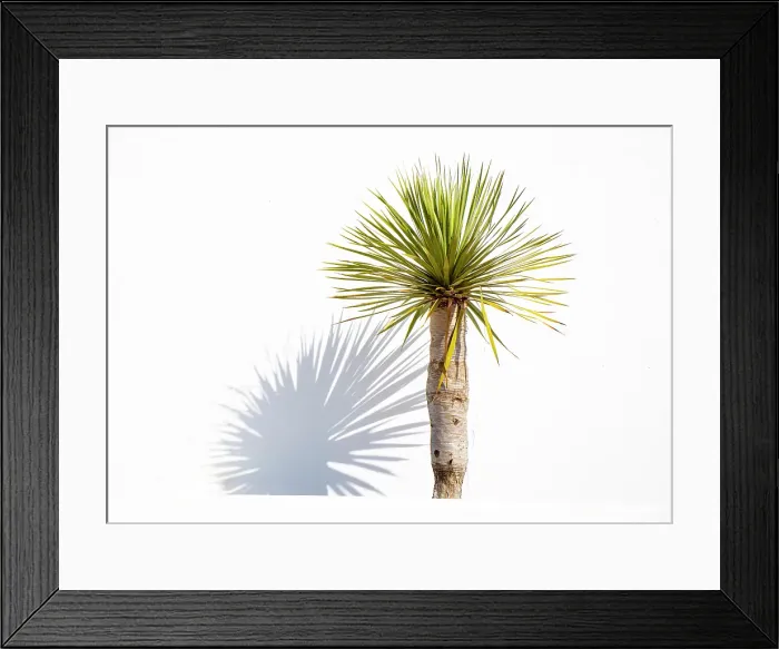 Framed Print : Palm and shadow against white wall, Teguise, Lanzarote, Canary Islands, Spain Framed Print : Palm and shadow against white wall, Teguise, Lanzarote, Canary Islands, Spain