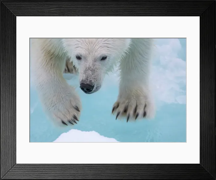 Framed Print : A polar bear jumps the ice near Greenland in the Arctic Framed Print : A polar bear jumps the ice near Greenland in the Arctic