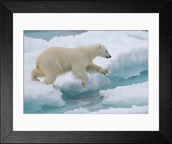 Framed Print : A polar bear jumps the ice near Greenland in the Arctic Framed Print : A polar bear jumps the ice near Greenland in the Arctic