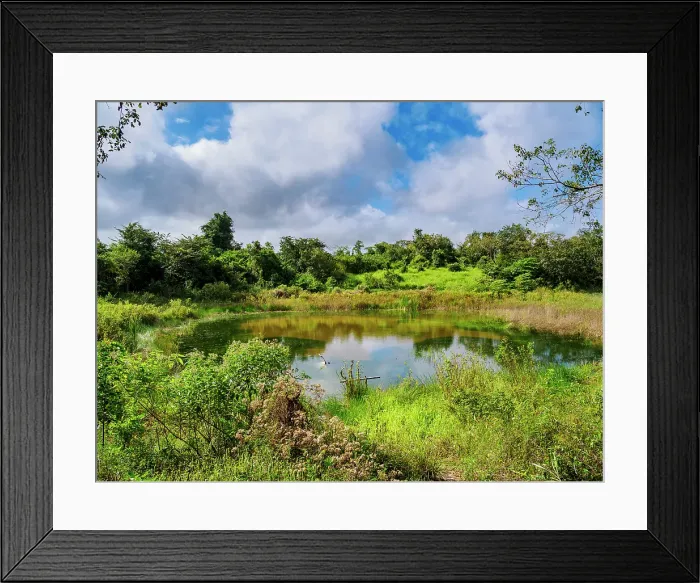 Framed Print : Small lake on the way from Eugenio Echeverria Castellot to Hormiguero Archaeological Site, Campeche State, Mexico Framed Print : Small lake on the way from Eugenio Echeverria Castellot to Hormiguero Archaeological Site, Campeche State, Mexico