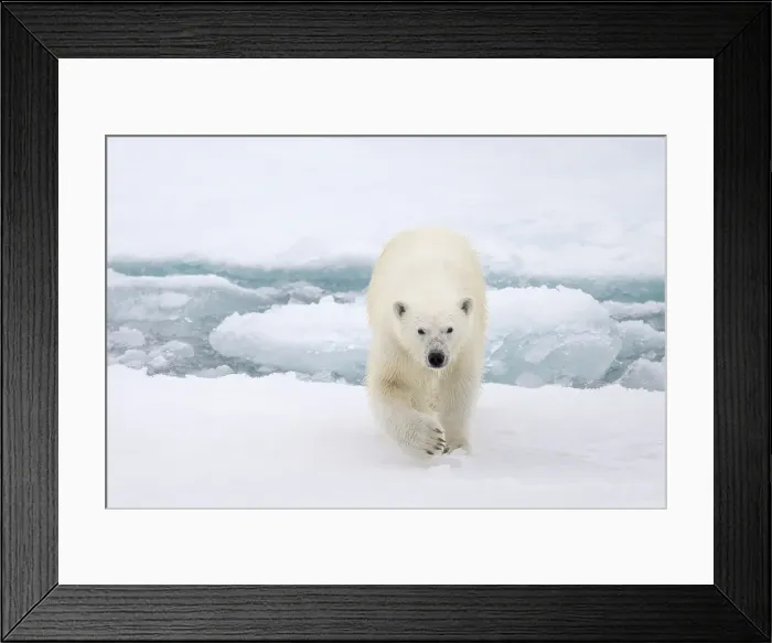 Framed Print : A polar bear walks on the ice near Greenland