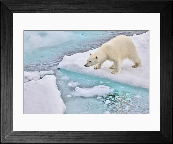 Framed Print : A polar bear on the ice near Greenland sniffing and looking for its next meal Framed Print : A polar bear on the ice near Greenland sniffing and looking for its next meal