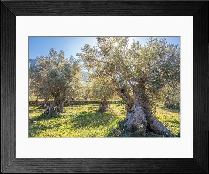 Framed Print : Grove of old olive trees near Valldemossa, Mallorca, Balearic Islands, Spain Framed Print : Grove of old olive trees near Valldemossa, Mallorca, Balearic Islands, Spain