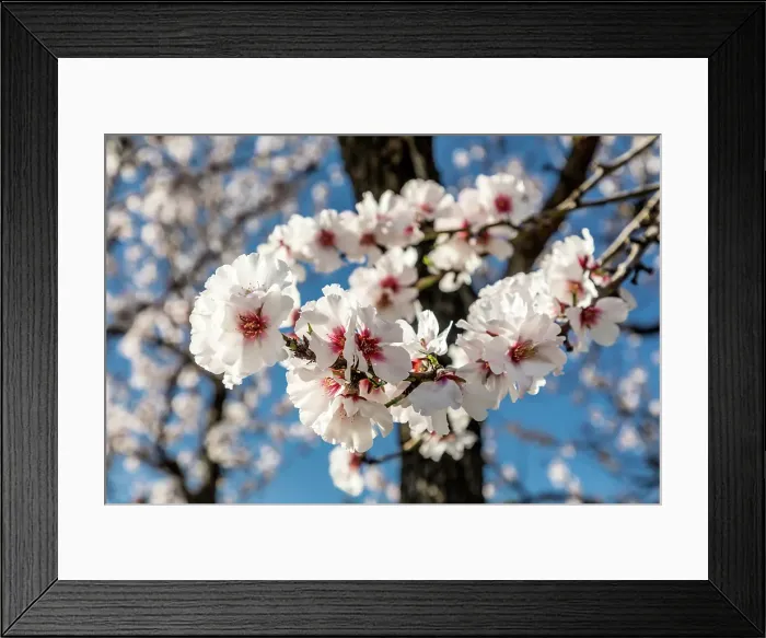 Framed Print : Blossoming almond trees near Bunyola, Mallorca, Balearic Islands, Spain Framed Print : Blossoming almond trees near Bunyola, Mallorca, Balearic Islands, Spain