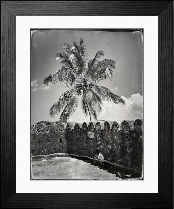 Framed Print : Palm tree and wall, the Old Fort, Stonetown, Zanzibar, Tanzania Framed Print : Palm tree and wall, the Old Fort, Stonetown, Zanzibar, Tanzania