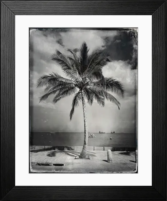 Framed Print : Palm tree on the waterfront, Stonetown, Zanzibar, Tanzania Framed Print : Palm tree on the waterfront, Stonetown, Zanzibar, Tanzania