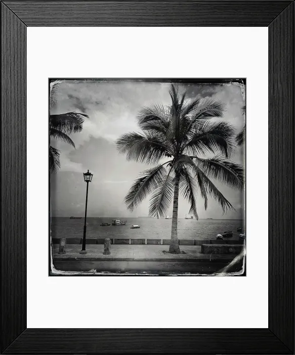 Framed Print : Palm tree on the waterfront, Stonetown, Zanzibar, Tanzania Framed Print : Palm tree on the waterfront, Stonetown, Zanzibar, Tanzania