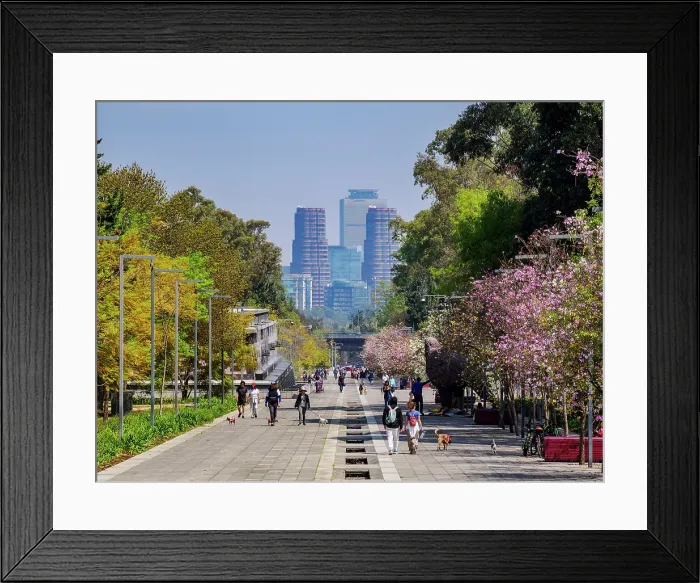 Framed Print : Avenida de los Compositores, Bosque de Chapultepec Park, Mexico City, Mexico Framed Print : Avenida de los Compositores, Bosque de Chapultepec Park, Mexico City, Mexico