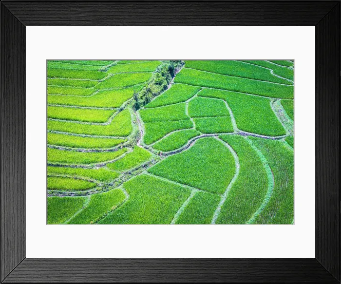 Framed Print : Aerial view of rice fields in the green rural landscape, Lam Nam Kok National Park, Chiang Mai, Thailand Framed Print : Aerial view of rice fields in the green rural landscape, Lam Nam Kok National Park, Chiang Mai, Thailand