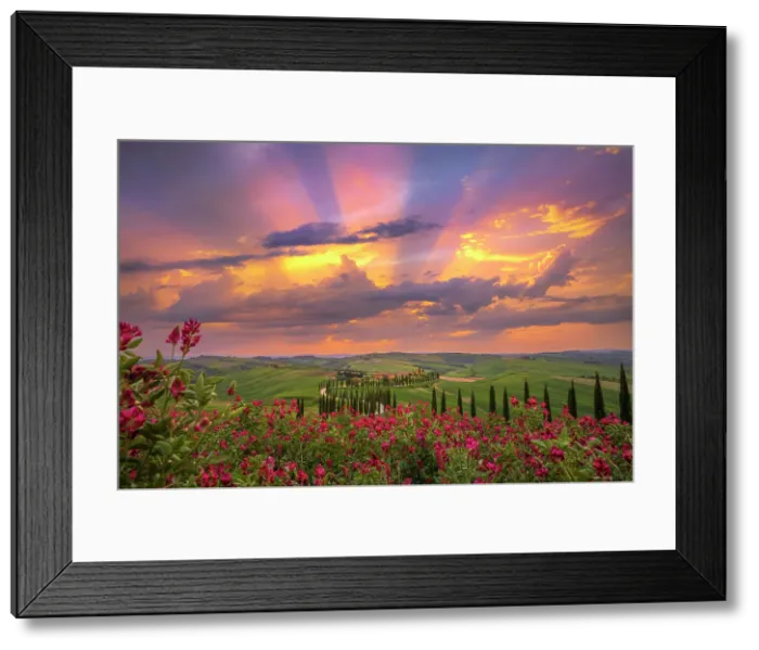 Framed Print : Winding road on the rolling hills of Tuscany near Asciano in Siena district, Italy Framed Print : Winding road on the rolling hills of Tuscany near Asciano in Siena district, Italy