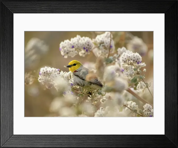 Framed Print : Mexico, Baja California, El Sargento, Ventana Bay, Woolly Desert Lavender Framed Print : Mexico, Baja California, El Sargento, Ventana Bay, Woolly Desert Lavender