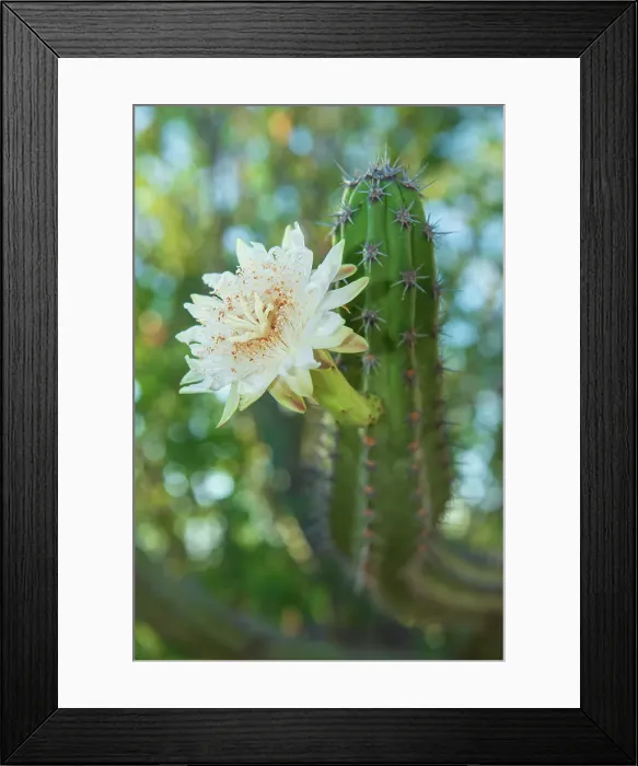 Framed Print : Mexico; Baja California Sur; El Sargento; Machaerocereus gummosus, Pitahaya agria, Sour pitaya, bloom Framed Print : Mexico; Baja California Sur; El Sargento; Machaerocereus gummosus, Pitahaya agria, Sour pitaya, bloom