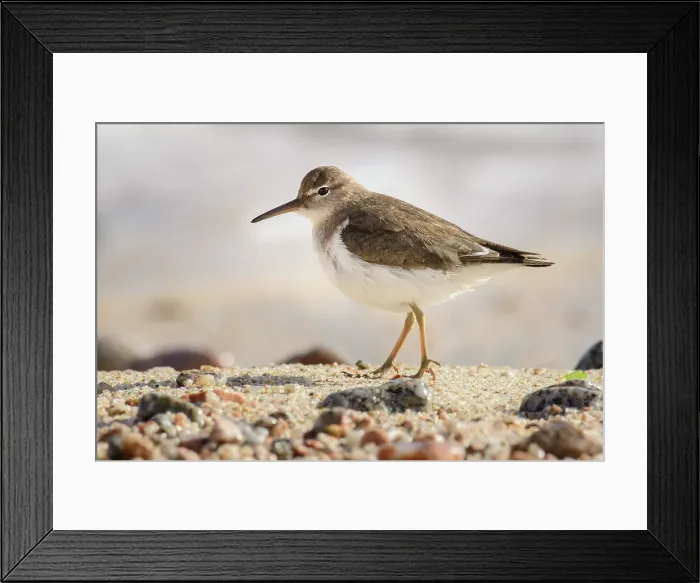 Framed Print : Mexico, Baja California, Ventana bay, El Sargento, Common Sandpipe, r Actitis hypoleucos