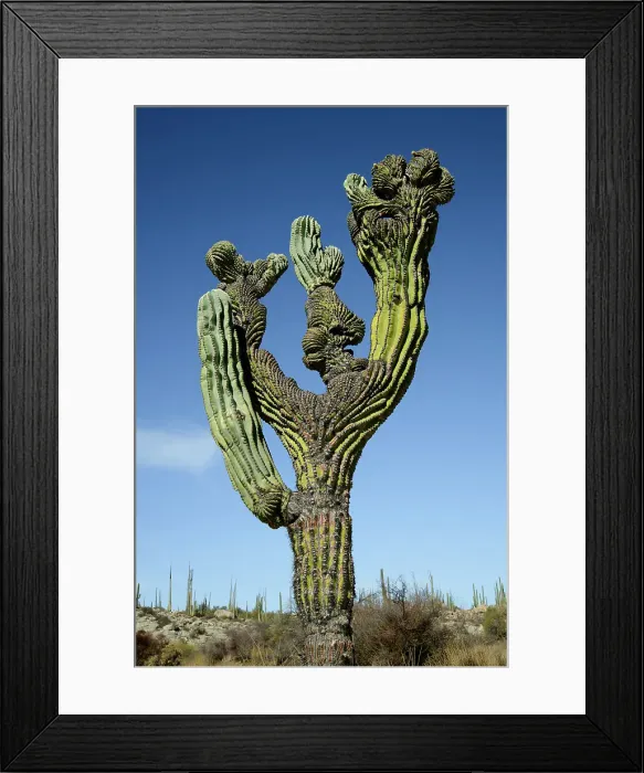 Framed Print : Mexico, Baja California, San Quintin, Catavina, Valley of the Candles, Valle de los Cirios, Cardon cactus Framed Print : Mexico, Baja California, San Quintin, Catavina, Valley of the Candles, Valle de los Cirios, Cardon cactus