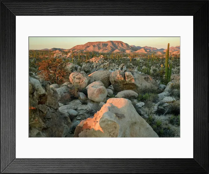 Framed Print : Mexico, Baja California, San Quintin, Catavina, Valley of the Candles, Valle de los Cirios