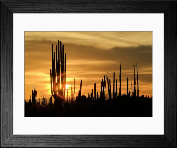 Framed Print : Mexico, Baja California, San Quintin, Catavina, Valley of the Candles, Valle de los Cirios Framed Print : Mexico, Baja California, San Quintin, Catavina, Valley of the Candles, Valle de los Cirios