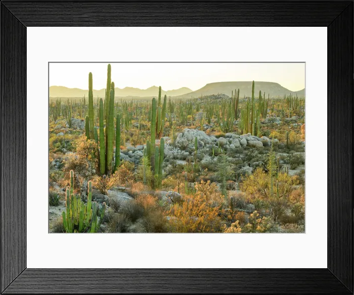 Framed Print : Mexico, Baja California, San Quintin, Catavina, Valley of the Candles, Valle de los Cirios Framed Print : Mexico, Baja California, San Quintin, Catavina, Valley of the Candles, Valle de los Cirios