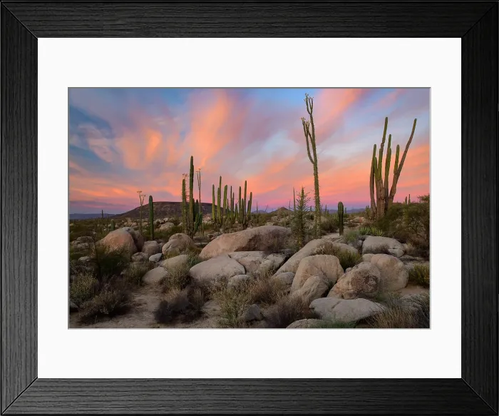 Framed Print : Mexico, Baja California, San Quintin, Catavina, Valley of the Candles, Valle de los Cirios Framed Print : Mexico, Baja California, San Quintin, Catavina, Valley of the Candles, Valle de los Cirios