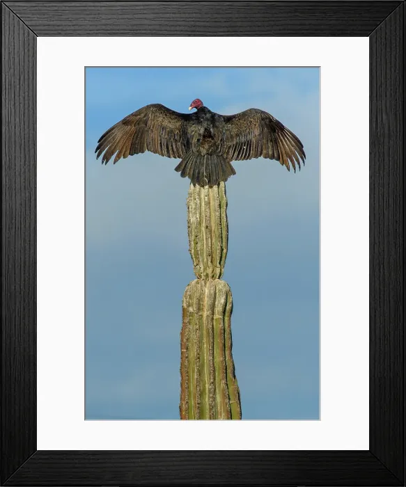 Framed Print : Mexico, Baja California, San Ignacio, Vultures, Cardon, turkey vulture, Cathartes aura Framed Print : Mexico, Baja California, San Ignacio, Vultures, Cardon, turkey vulture, Cathartes aura