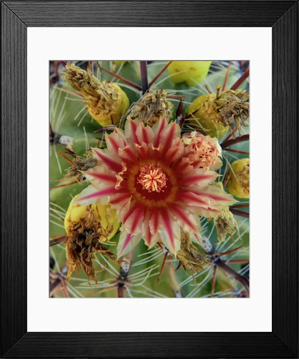 Framed Print : Mexico, Baja California, El Sargento Barrel Cactus Framed Print : Mexico, Baja California, El Sargento Barrel Cactus