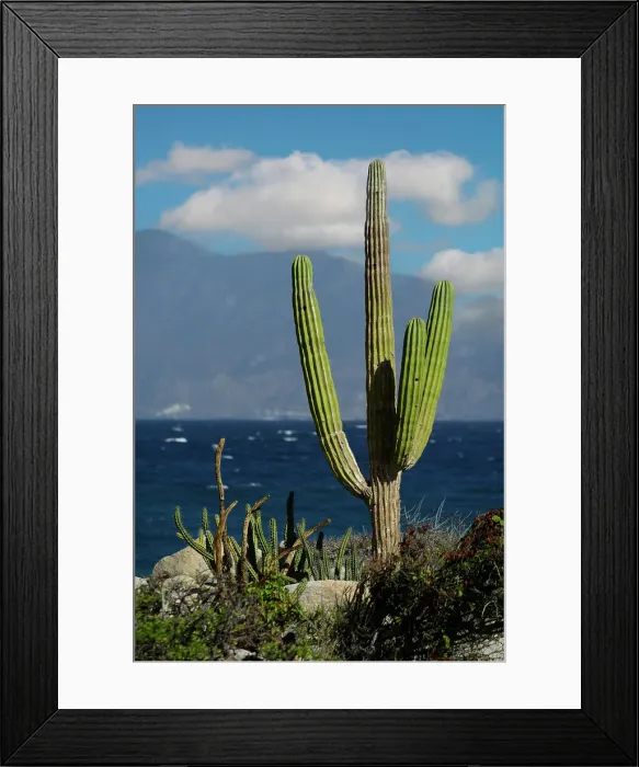 Framed Print : Mexico, Baja California sur, Baja, La Ventana, Sea of Cortez, cardon Framed Print : Mexico, Baja California sur, Baja, La Ventana, Sea of Cortez, cardon