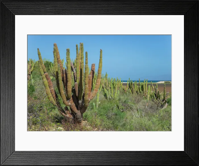 Framed Print : Mexico, Baja California sur, Baja, La Ventana, Lagune Framed Print : Mexico, Baja California sur, Baja, La Ventana, Lagune