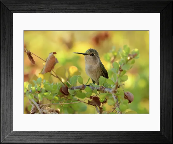 Framed Print : Mexico, Baja California, Ventana Bay, El Sargento, Hummingbird