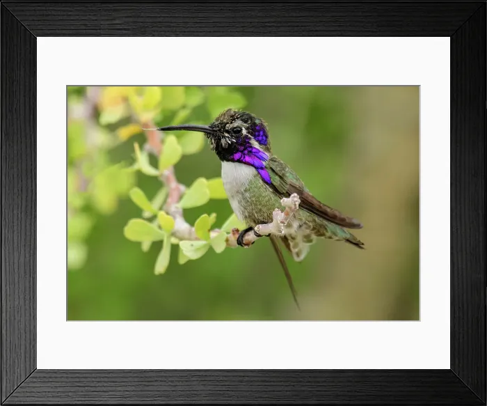 Framed Print : Mexico, Baja California Sur, El Sargento, Costa's Hummingbird, Calypte costae Framed Print : Mexico, Baja California Sur, El Sargento, Costa's Hummingbird, Calypte costae