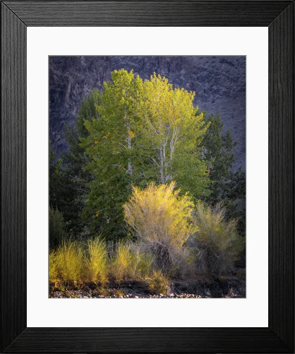 Framed Print : Trees showing autumnal foliage, Western Mongolia, Asia Framed Print : Trees showing autumnal foliage, Western Mongolia, Asia