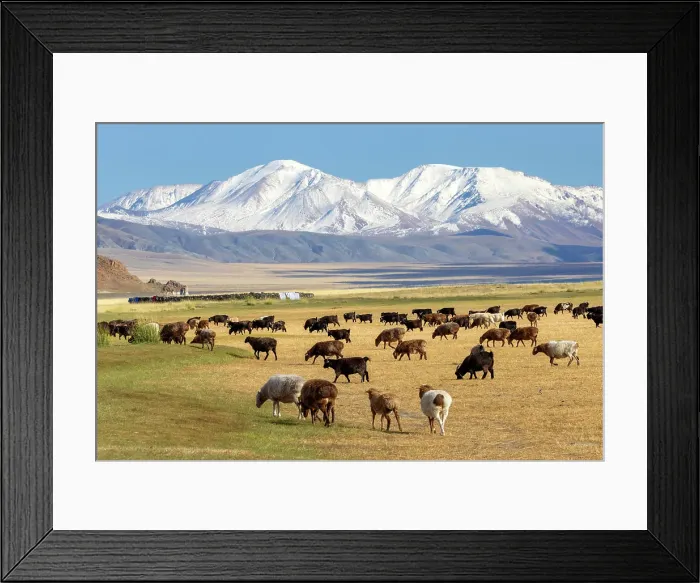 Framed Print : Goats grazing on grassland with snow-covered mountains in the distance, Western Mongolia, Asia