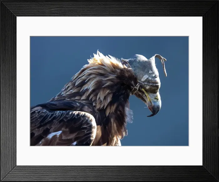 Framed Print : Kazakh Eagle hunter's Golden Eagle wearing a leather hood to keep it calm, Western Mongolia, Asia Framed Print : Kazakh Eagle hunter's Golden Eagle wearing a leather hood to keep it calm, Western Mongolia, Asia
