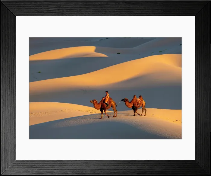 Framed Print : Camel herder and his camels in the Khongor Dunes, Gobi Desert, Mongolia, Asia Framed Print : Camel herder and his camels in the Khongor Dunes, Gobi Desert, Mongolia, Asia