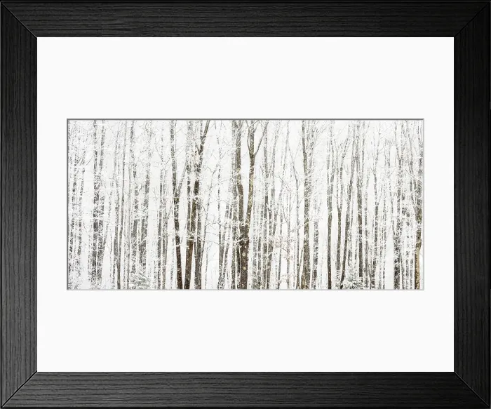 Framed Print : Frosted trees, near Bergland, Michigan, USA Framed Print : Frosted trees, near Bergland, Michigan, USA