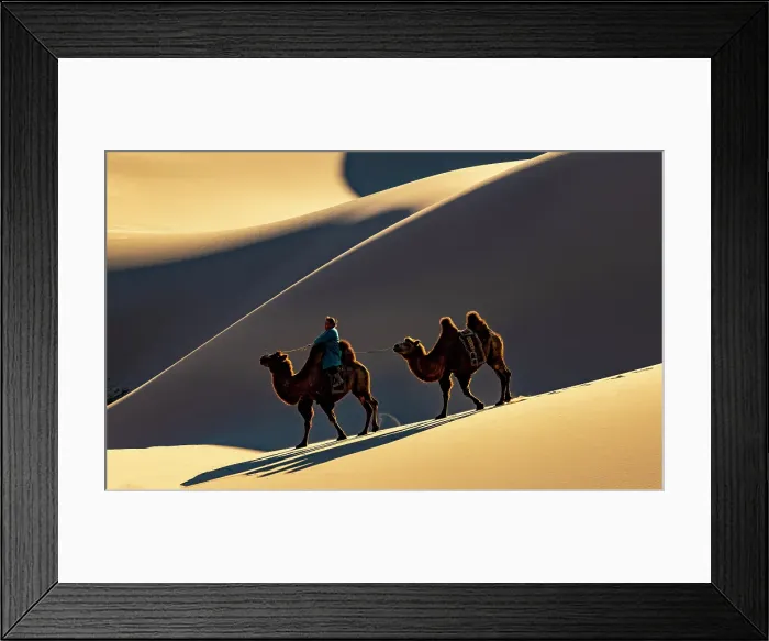 Framed Print : Camel herder and 2 camels in the Khongor Dunes, Gobi Desert, Mongolia, Asia Framed Print : Camel herder and 2 camels in the Khongor Dunes, Gobi Desert, Mongolia, Asia