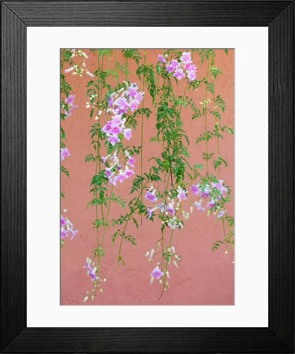 Framed Print : Flowering plant hanging in front of a peach-coloured wall, Marrakech, Morocco Framed Print : Flowering plant hanging in front of a peach-coloured wall, Marrakech, Morocco