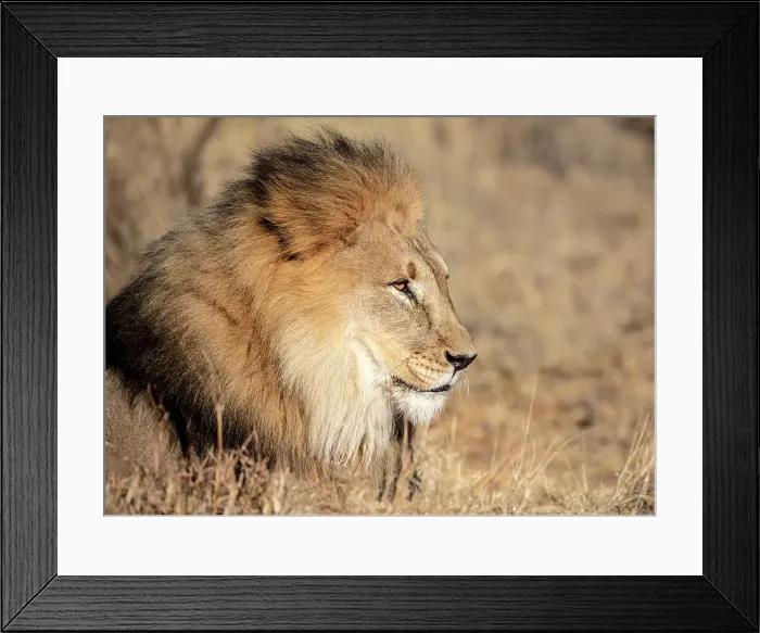 Framed Print : Lion male, Okonjima Nature Reserve, Namibia Framed Print : Lion male, Okonjima Nature Reserve, Namibia