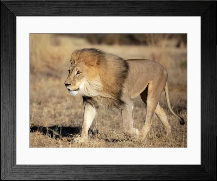 Framed Print : Lion male, Okonjima Nature Reserve, Namibia Framed Print : Lion male, Okonjima Nature Reserve, Namibia