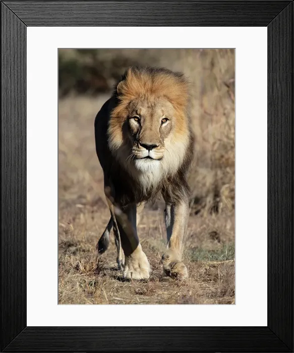 Framed Print : Lion male, Okonjima Nature Reserve, Namibia Framed Print : Lion male, Okonjima Nature Reserve, Namibia